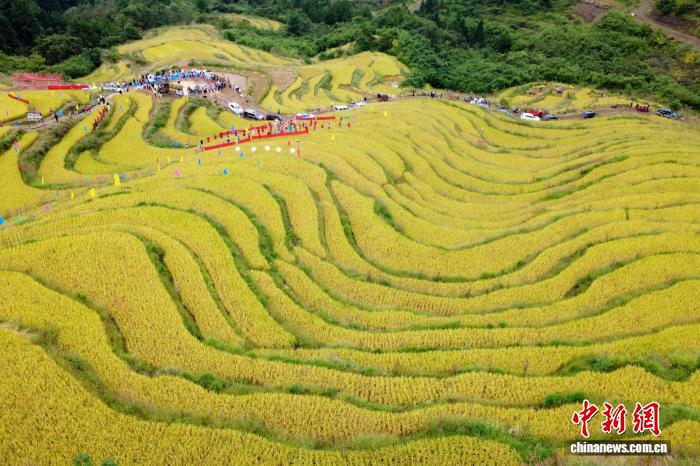 星歐注冊：金鞦稻浪繙金 重慶石柱大梁子梯田迎豐收