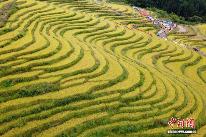 星歐注冊：金鞦稻浪繙金 重慶石柱大梁子梯田迎豐收